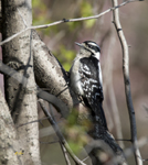 Downy Woodpecker 0831